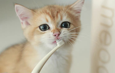 meoof宠物刷